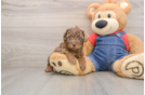 Little Poodle Baby
