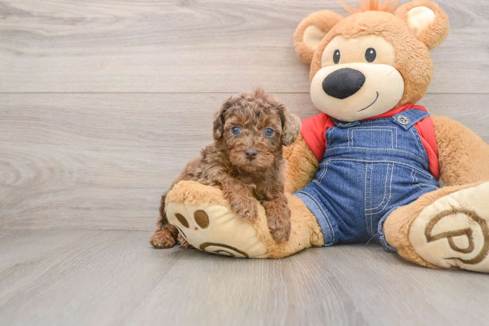 Little Poodle Baby