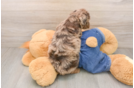 Poodle Puppy for Adoption