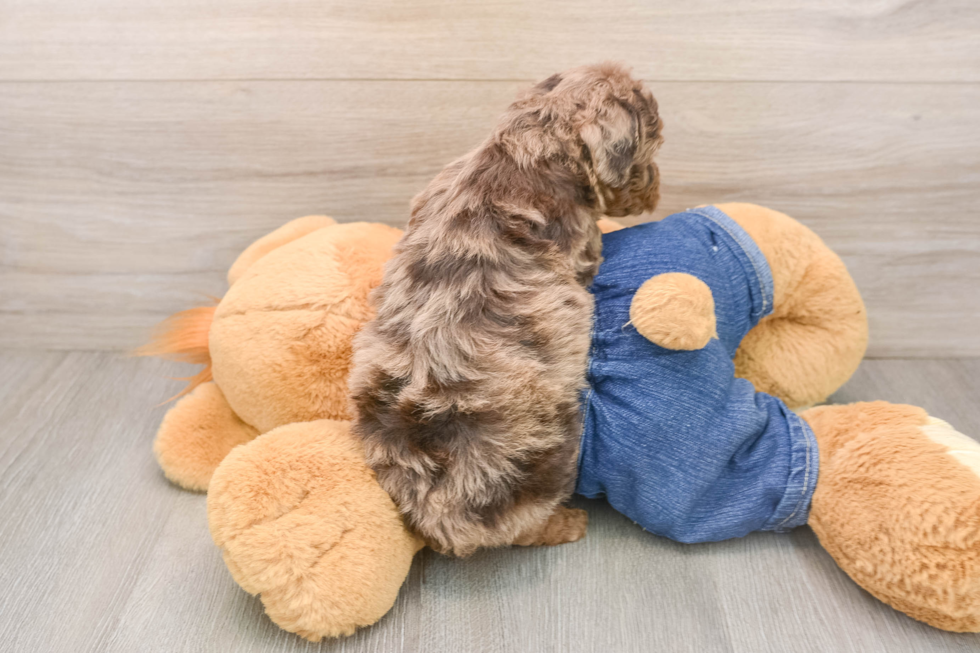Poodle Puppy for Adoption