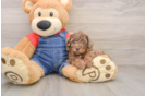 Funny Poodle Purebred Pup