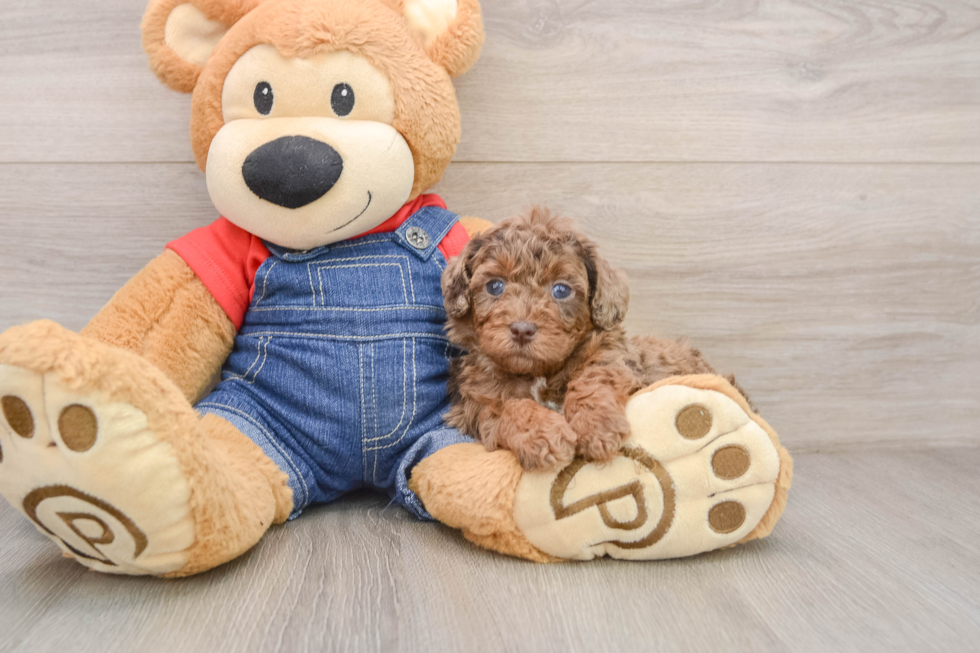 Funny Poodle Purebred Pup