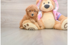 Poodle Puppy for Adoption