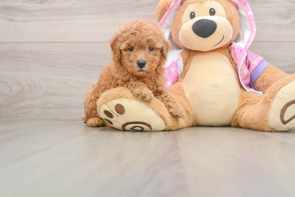 Poodle Puppy for Adoption