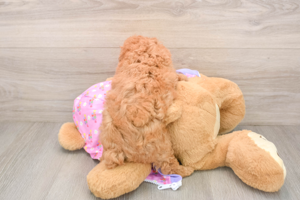 Poodle Pup Being Cute