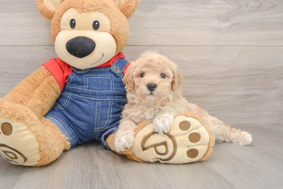 Playful Poodle Baby