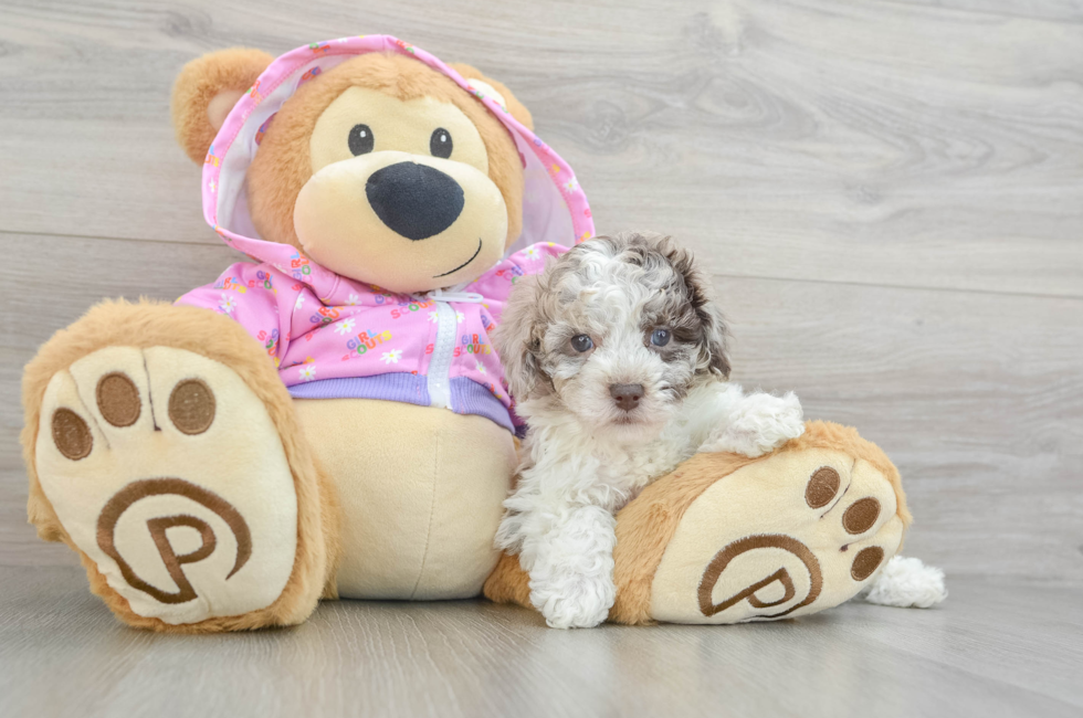 7 week old Poodle Puppy For Sale - Seaside Pups