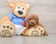 6 week old Poodle Puppy For Sale - Seaside Pups