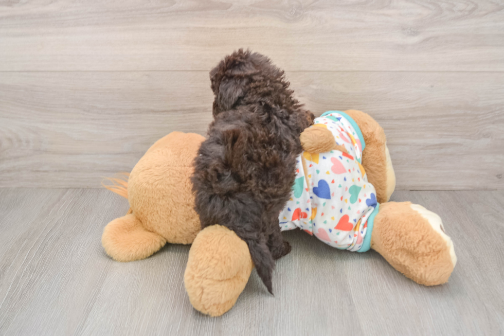 Poodle Puppy for Adoption