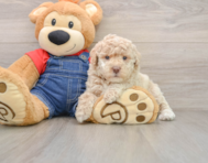 6 week old Poodle Puppy For Sale - Seaside Pups