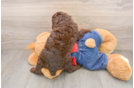 Small Poodle Purebred Pup