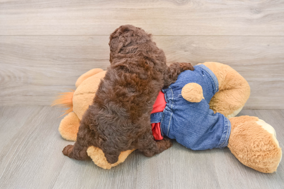 Small Poodle Purebred Pup