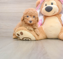 6 week old Poodle Puppy For Sale - Seaside Pups