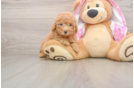 Poodle Puppy for Adoption