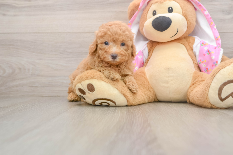 Poodle Puppy for Adoption