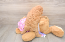Poodle Puppy for Adoption