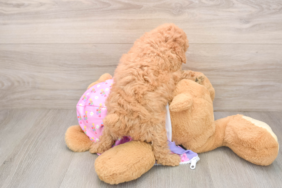 Poodle Puppy for Adoption