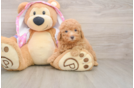 Poodle Puppy for Adoption