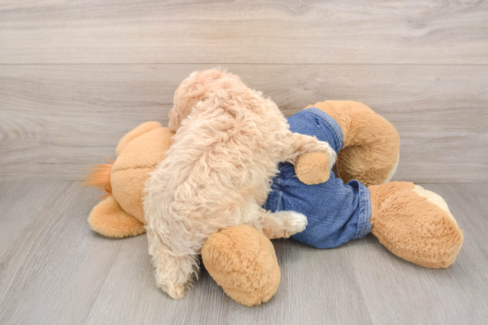 Poodle Puppy for Adoption