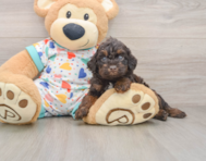 5 week old Poodle Puppy For Sale - Seaside Pups