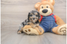 Smart Toy Poodle Purebred Puppy