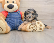 8 week old Poodle Puppy For Sale - Seaside Pups