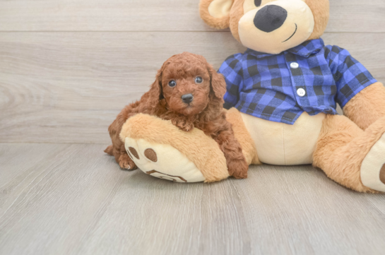 5 week old Poodle Puppy For Sale - Seaside Pups Fluffy Caniche Purebred Puppy