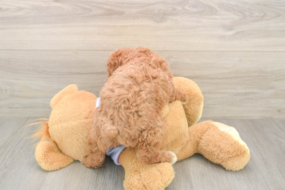 Akc Registered Poodle Baby