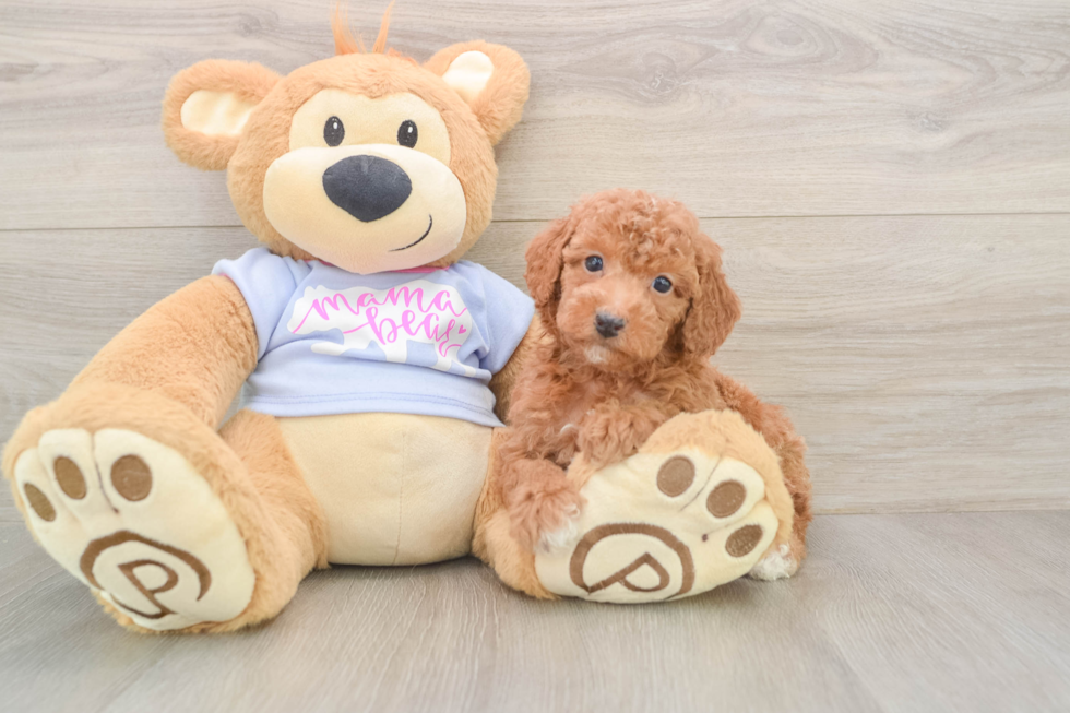 Petite Pudle Purebred Puppy