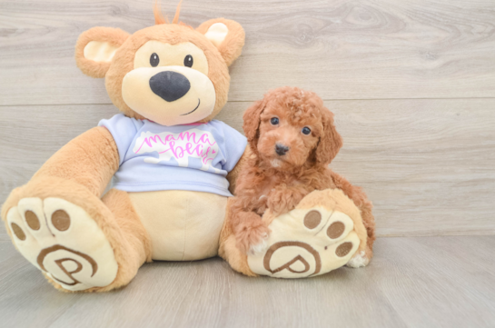 Petite Pudle Purebred Puppy