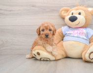 5 week old Poodle Puppy For Sale - Seaside Pups