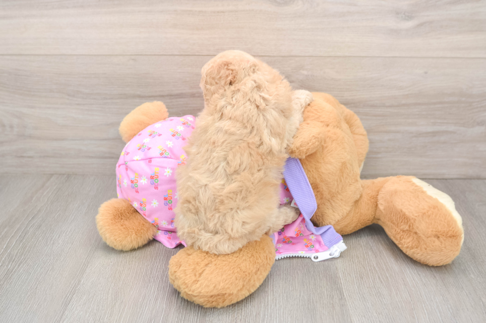 Poodle Pup Being Cute