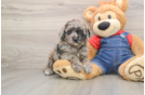 Adorable Toy Poodle Purebred Puppy