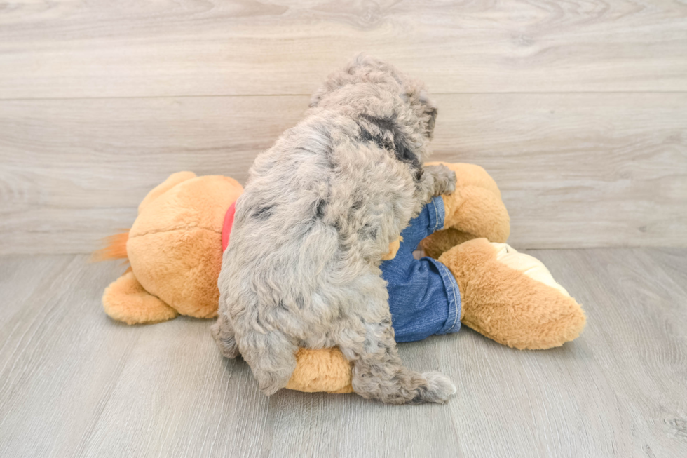 Energetic Pudel Purebred Puppy
