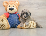 6 week old Poodle Puppy For Sale - Seaside Pups