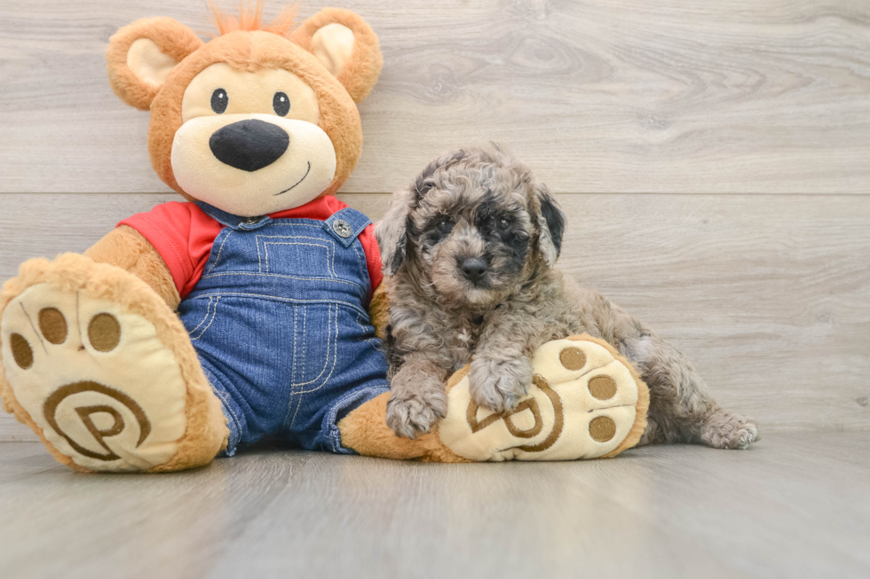 Small Poodle Baby