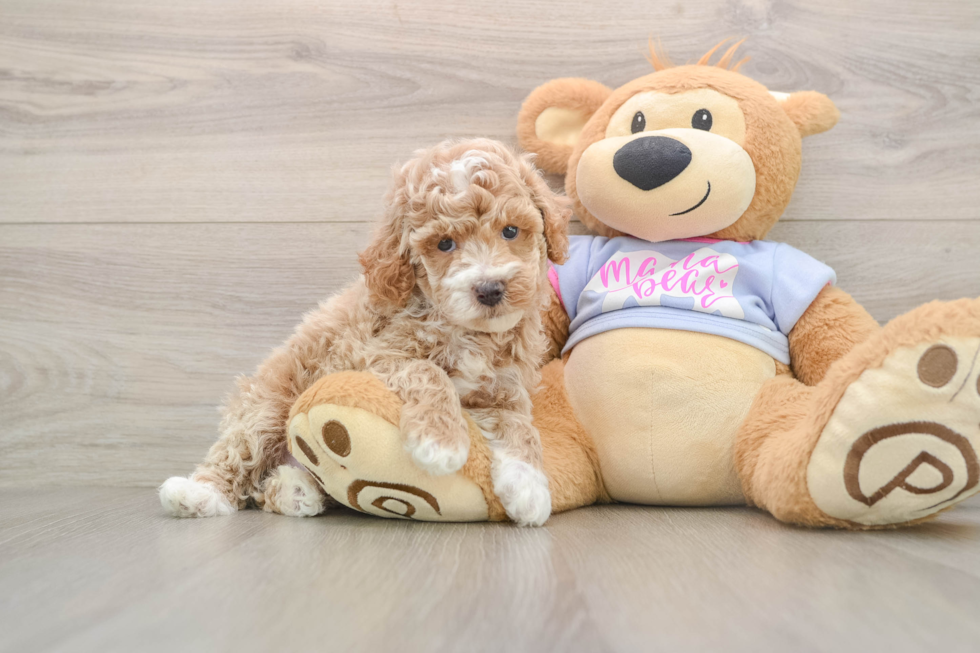 Poodle Pup Being Cute