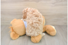Playful Poodle Baby
