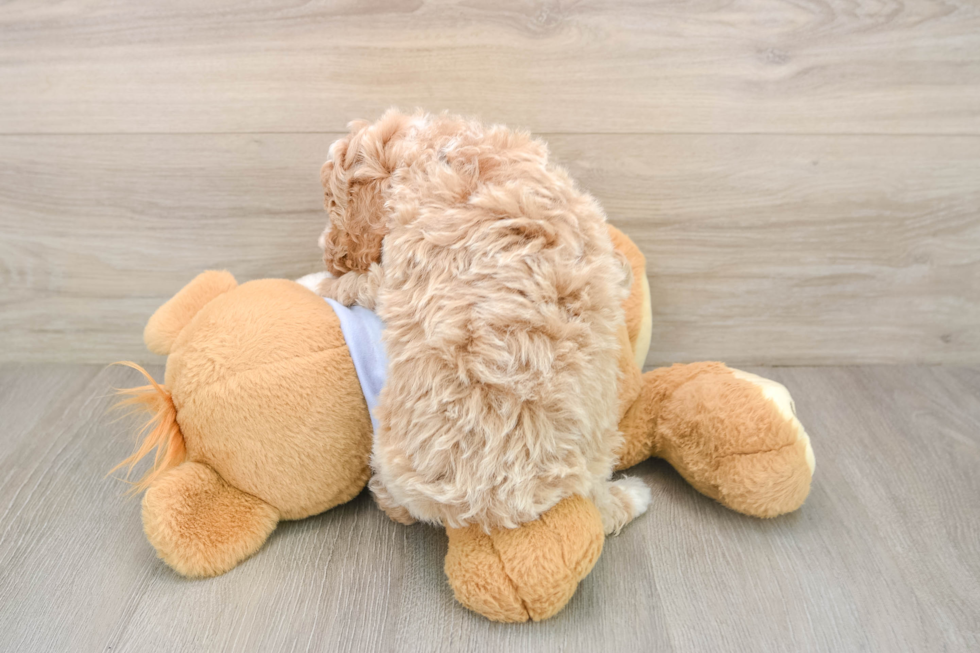 Playful Poodle Baby