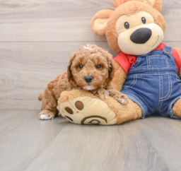 7 week old Poodle Puppy For Sale - Seaside Pups
