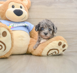 6 week old Poodle Puppy For Sale - Seaside Pups