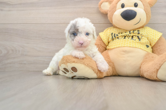 Akc Registered Poodle Baby