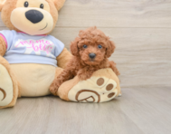 7 week old Poodle Puppy For Sale - Seaside Pups