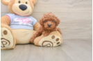 Poodle Puppy for Adoption
