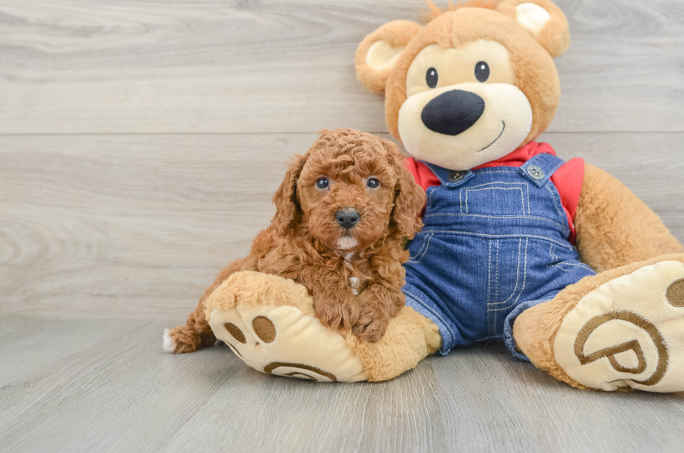 6 week old Poodle Puppy For Sale - Seaside Pups