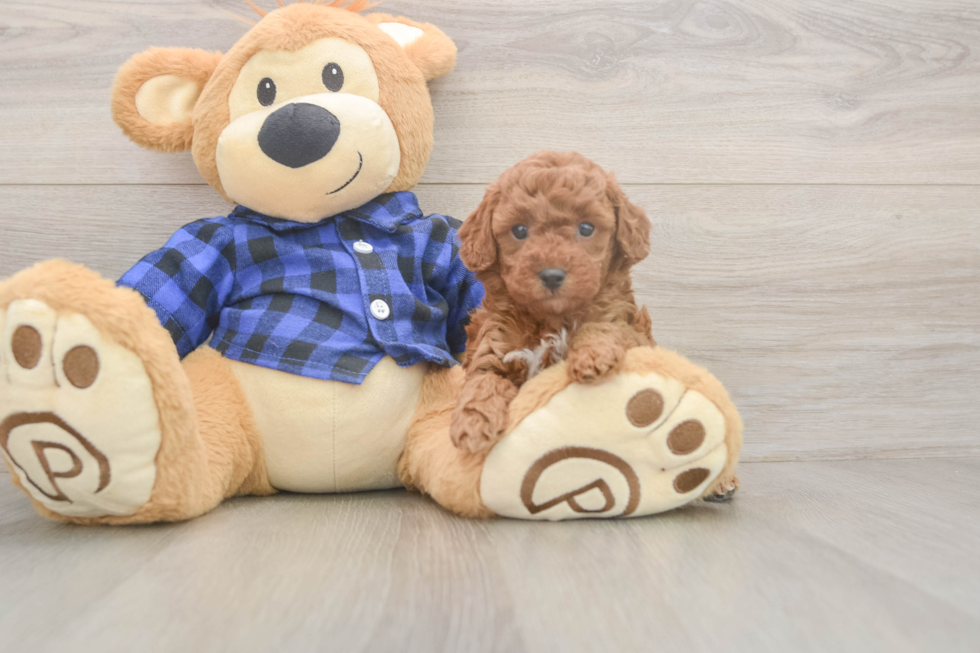 Poodle Puppy for Adoption