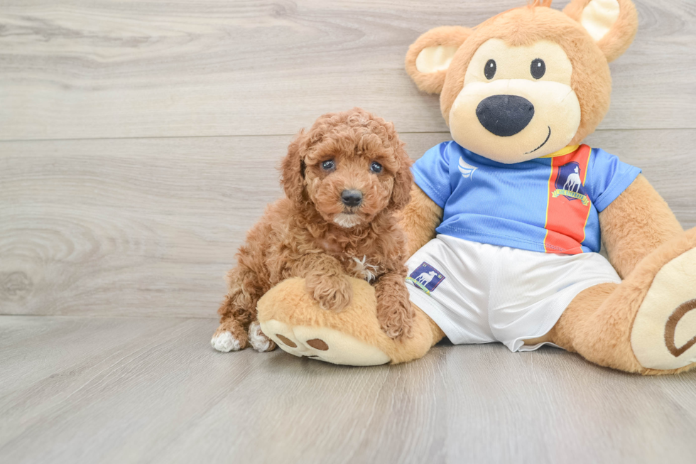 Poodle Puppy for Adoption