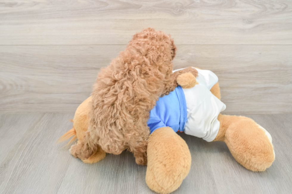 Petite Pooodle Purebred Puppy