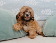 10 week old Poodle Puppy For Sale - Seaside Pups
