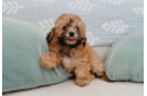 Poodle Puppy for Adoption